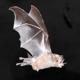 Artikel: Vampire verschlafen Halloween lesen