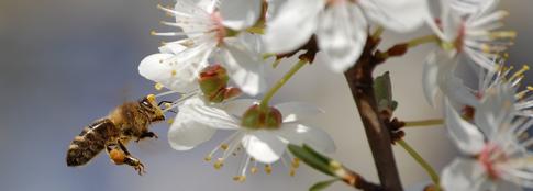 ab_485_biene_kirsch_RediSu_pixelio.de