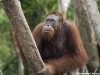 Durch die Urwald-Zerstörung ist der Orang Utan in seinem Bestand bedroht - © Greenpeace - Christian Aslund